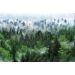 Фотообои YOUWALL Р230485 Туманный лес 2,0х1,3м