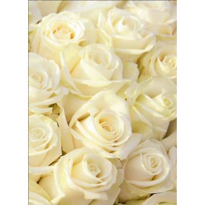 Фотообои YOUWALL Р140104 Белые розы 2,0х2,8м