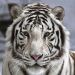 Фотообои DECOCODE 31-0006-NB Белый тигр, вельвет, 3 листа, 3,0x2,8м